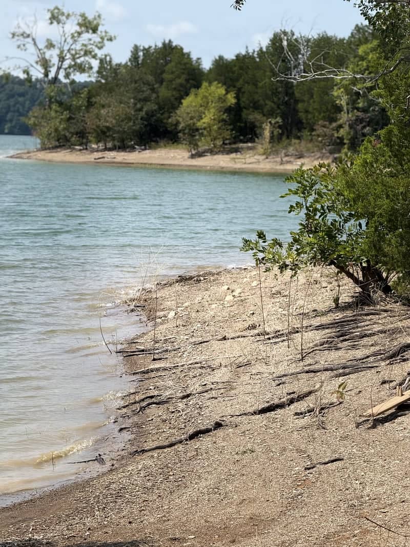 Douglas Lake Shoreline - Image 1