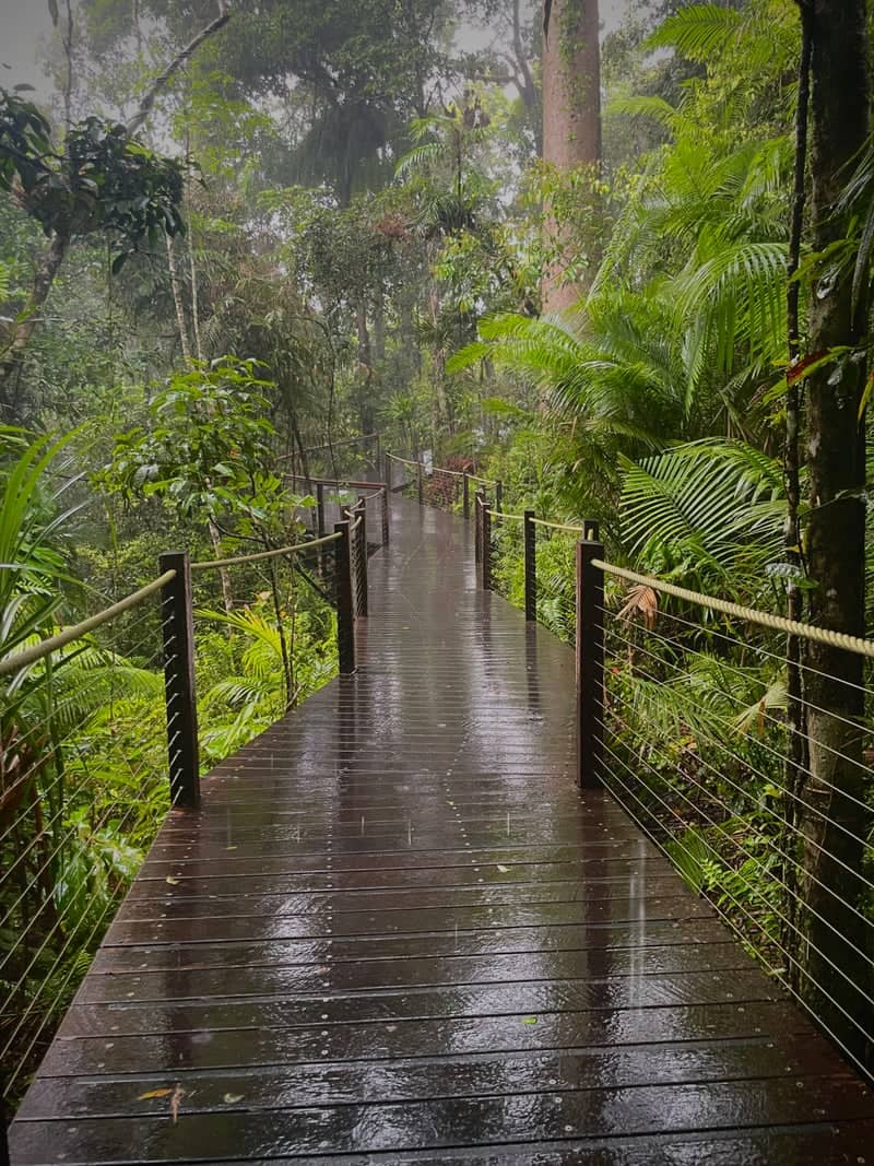 Barron Gorge Rainforest Boardwalk - Image 1