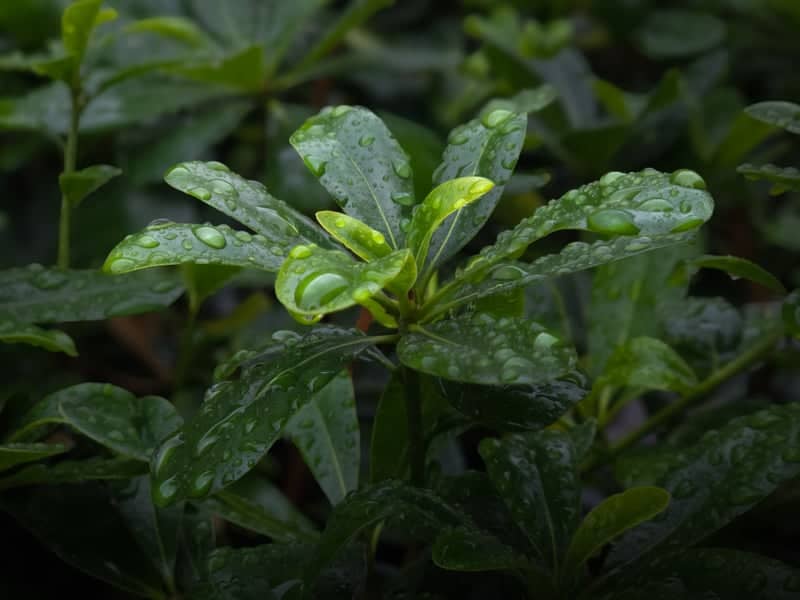 Catania Urban Garden Greenery - Image 1