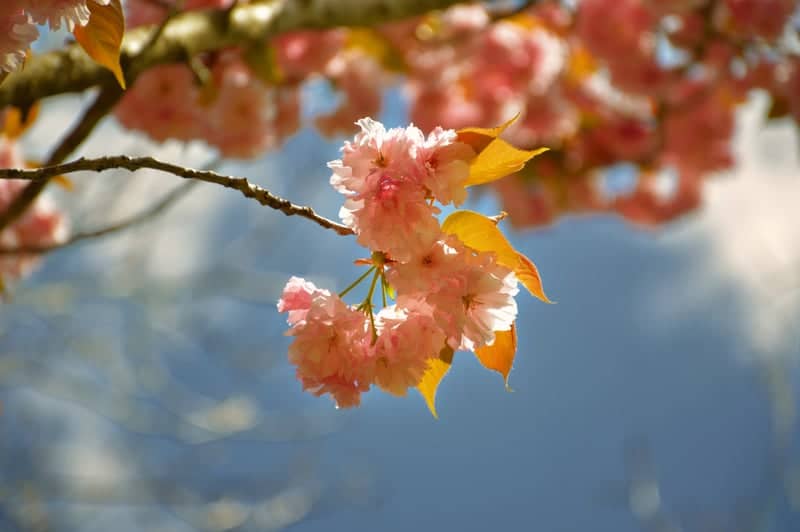 Civitella Alfedena Village Gardens - Image 1
