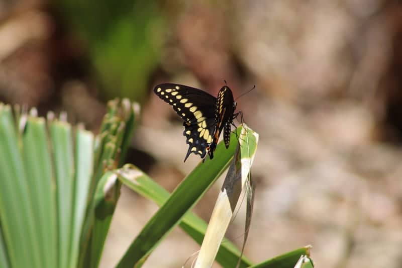 Mobbly Bayou Preserve - Image 1