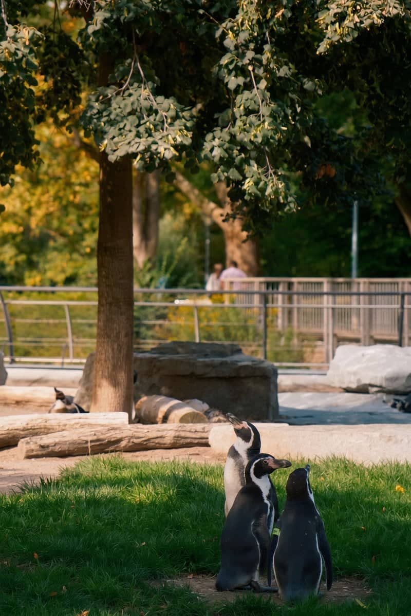 Luisenpark Mannheim Penguin Enclosure - Image 1