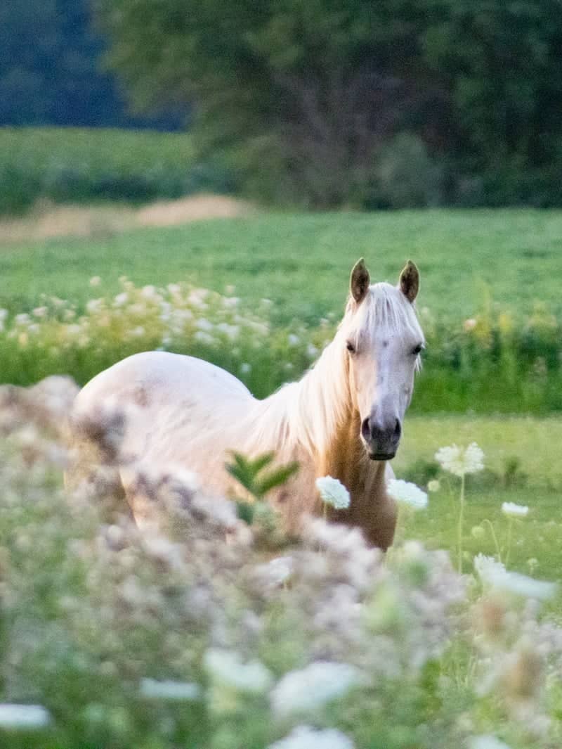 Columbus Grove Horse Pasture - Image 1
