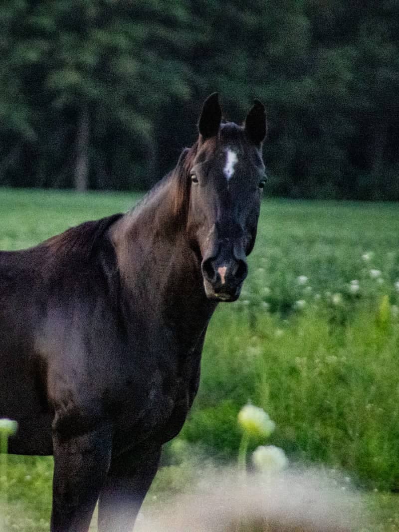 Columbus Grove Horse Pasture - Image 2
