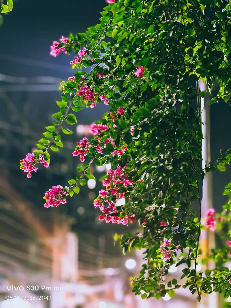Mymensingh Urban Bougainvillea - Image 1