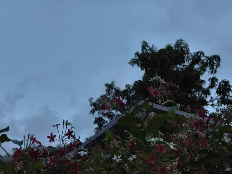 Mymensingh Garden Blooms - Image 1
