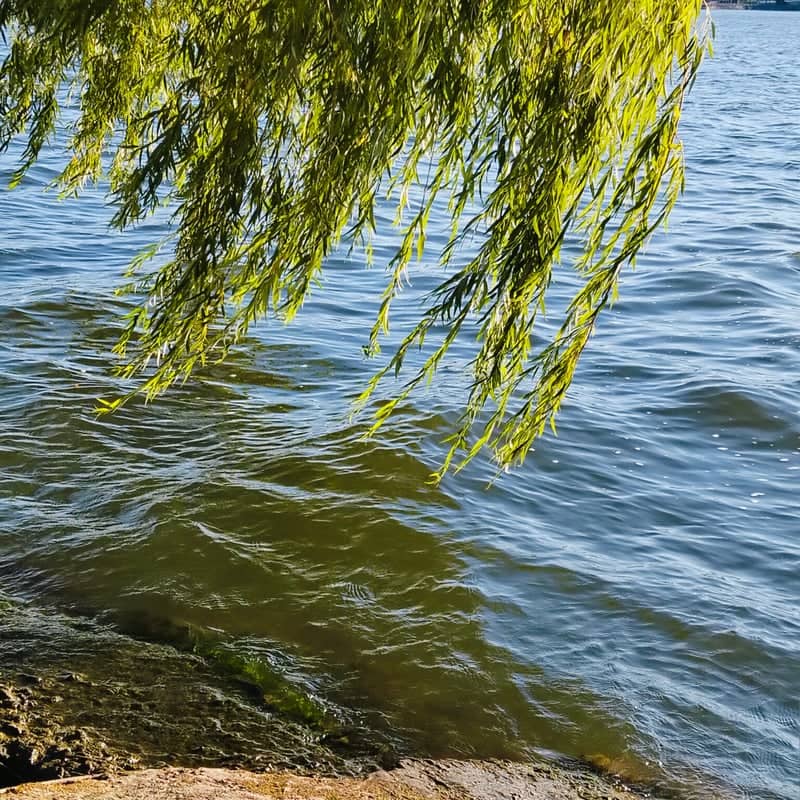 Ternopil Pond Shoreline - Image 1