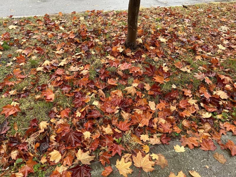 Alexandria Autumn Streetscape - Image 1