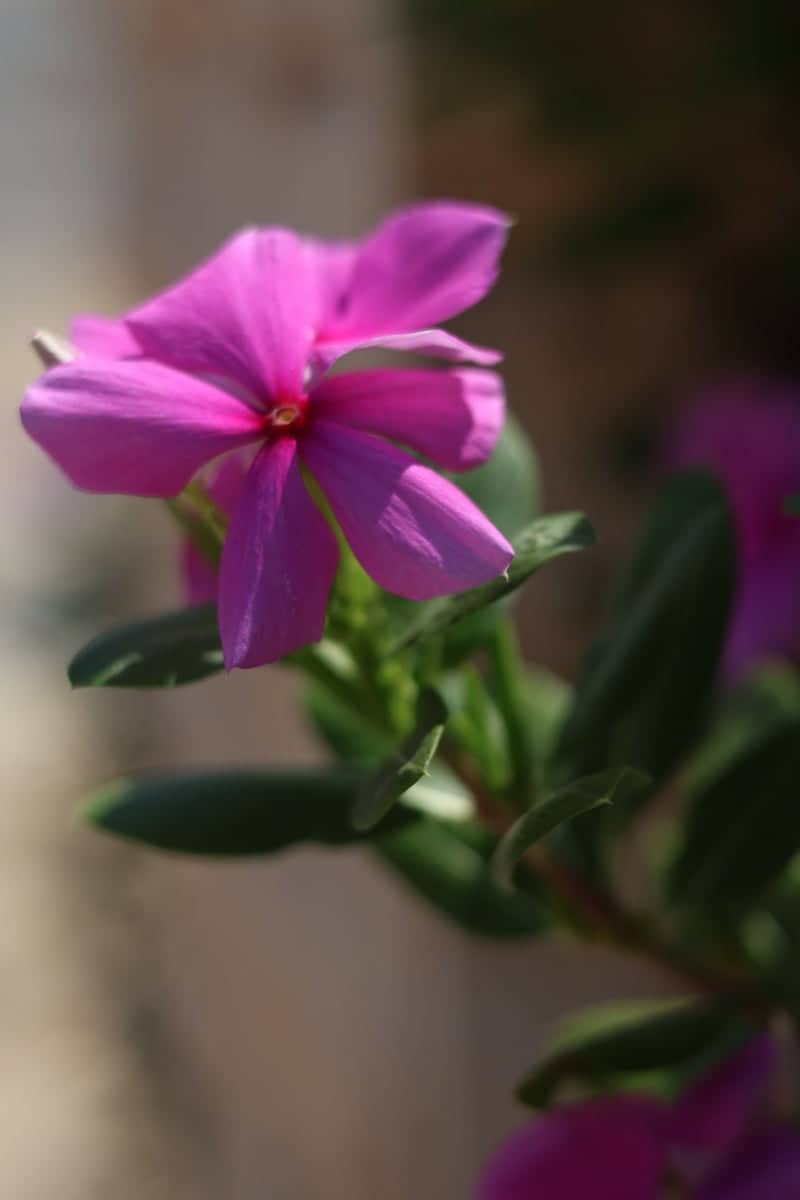 Mediterranean Garden Blooms - Image 1
