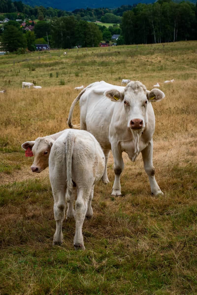 Raspenava Pastures - Image 1