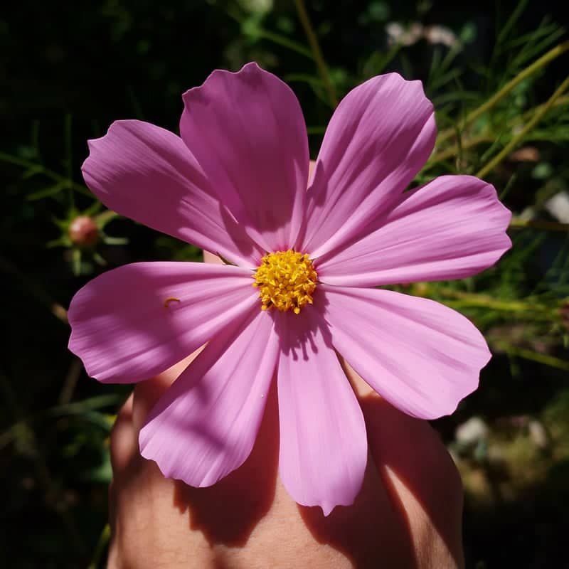 Zapala Garden Blooms - Image 1