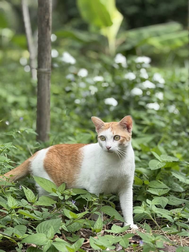 Lush Garden in Chumphon - Image 1