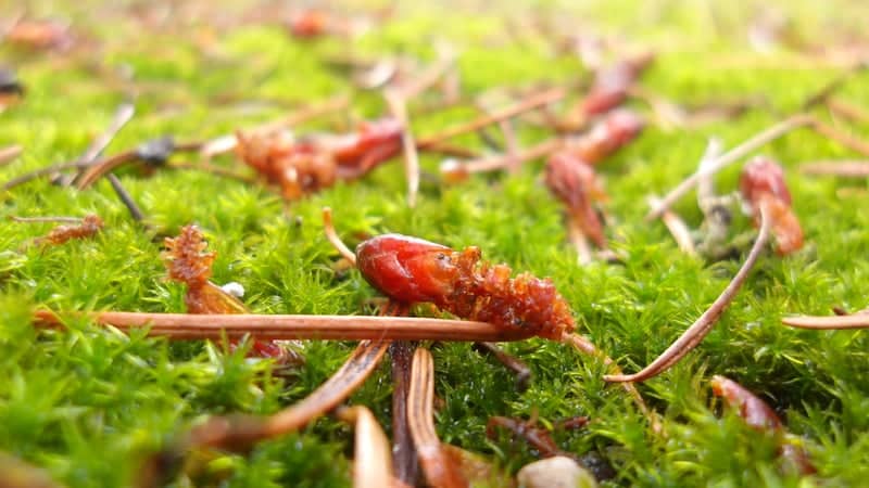 Radyně Forest Floor - Image 1