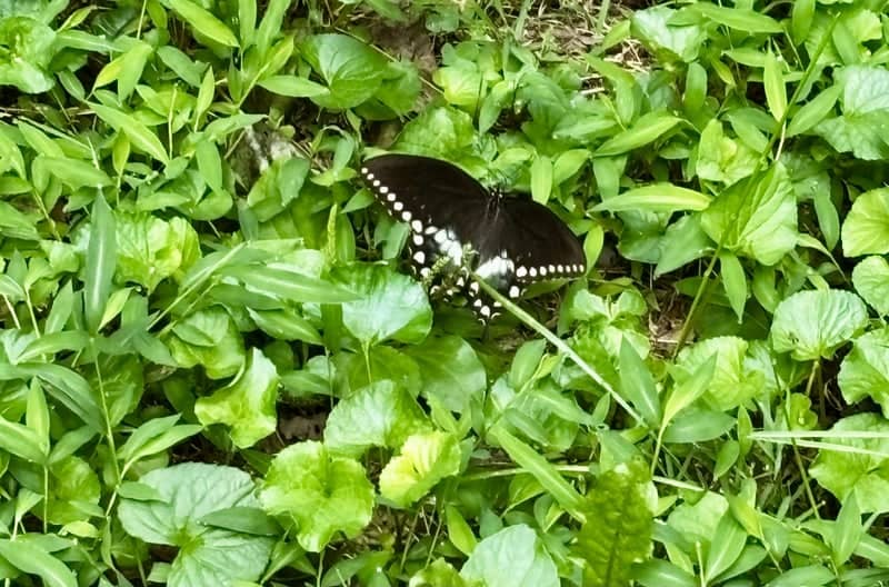 Sams Creek Nature Spot - Image 1