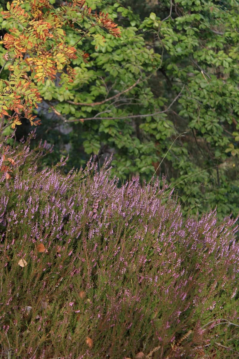 Bohemian Paradise Forest Flora - Image 1