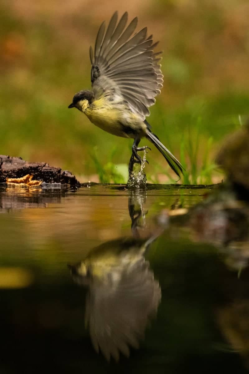 Vledder Nature Photography Hide - Image 1