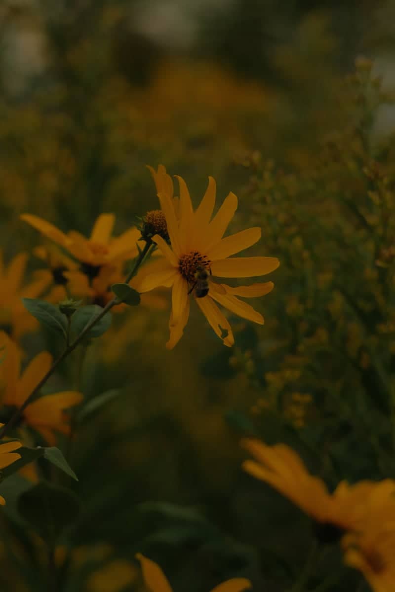 Minnesota Valley National Wildlife Refuge - Image 1