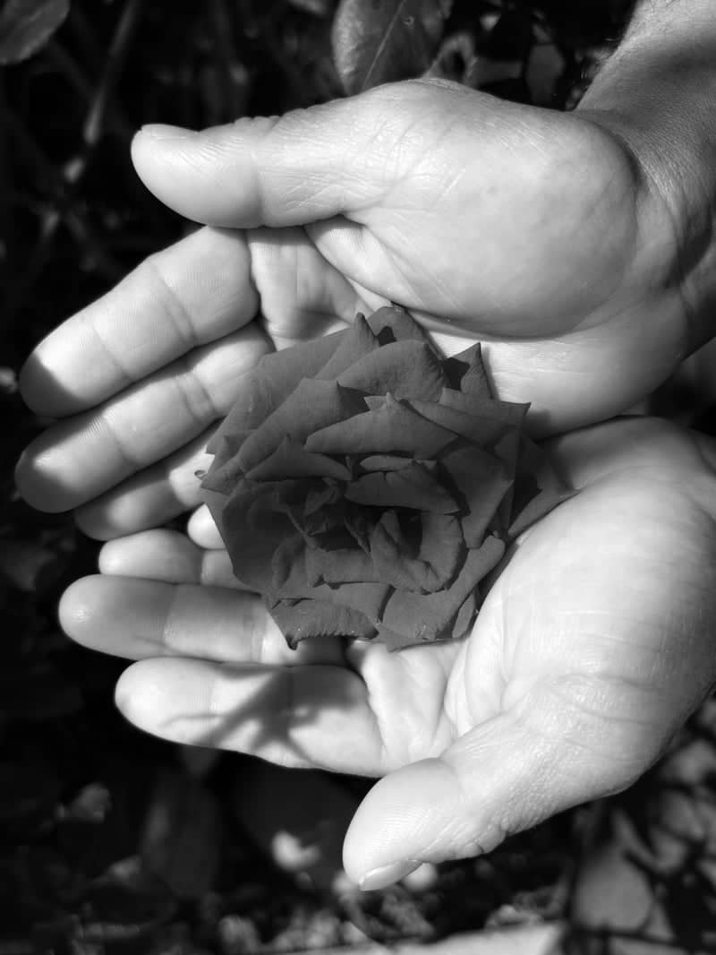 Oxnard Garden Rose - Image 1