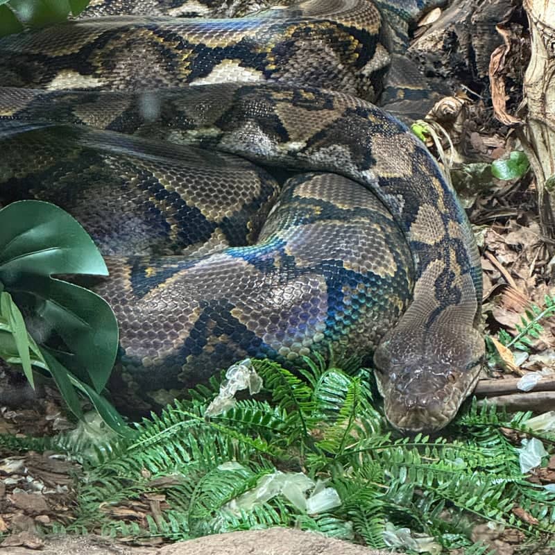 Hertfordshire Zoo (Paradise Wildlife Park) - Image 1