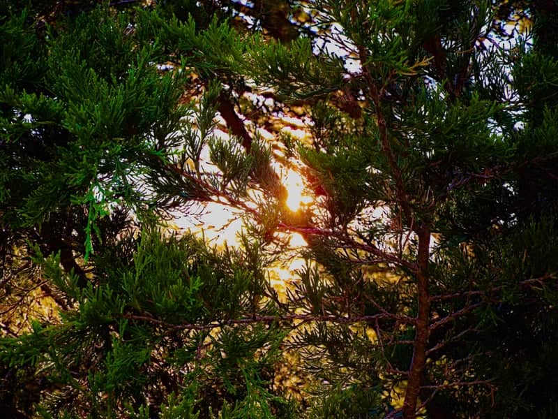 Ranburne Evergreen Sunburst - Image 1