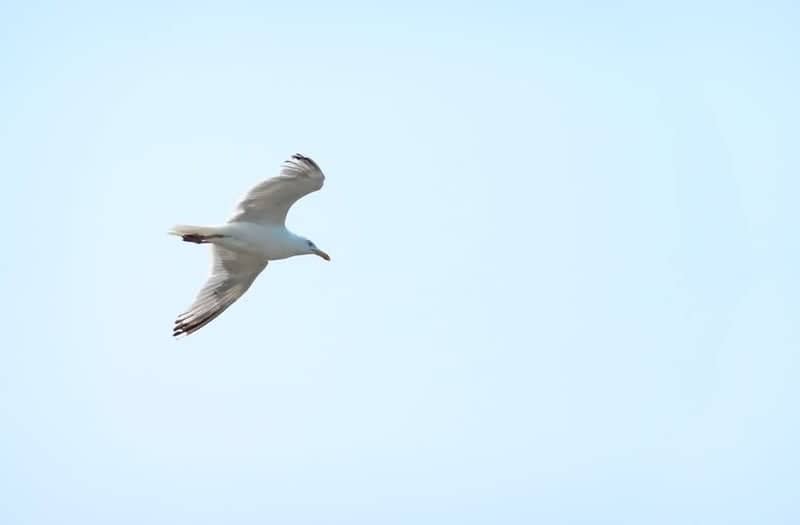 Pretoria Urban Birdwatching - Image 1