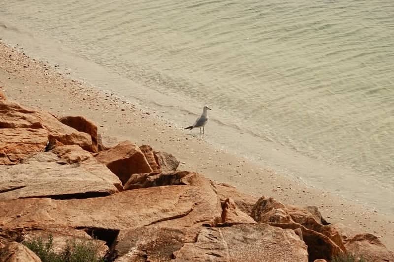 Lake Storey Shoreline - Image 1