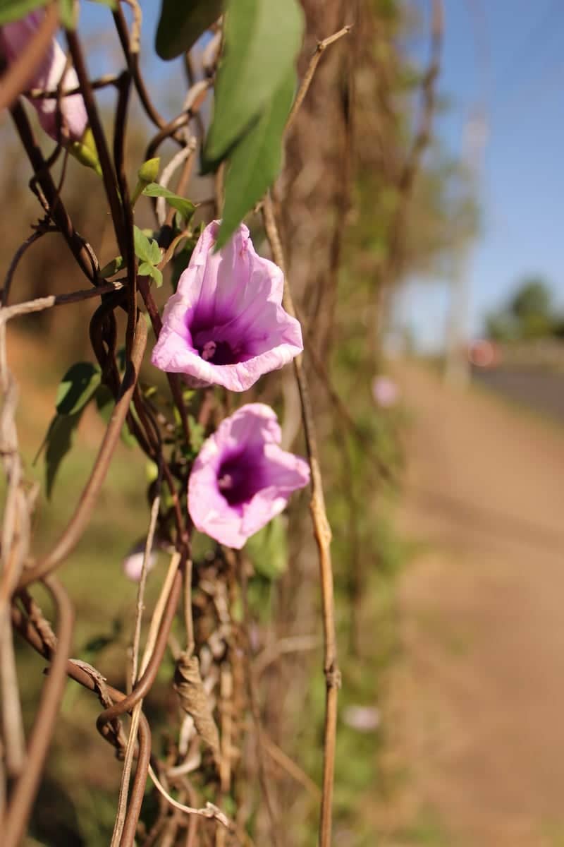 Franca Roadside Wildflowers - Image 1