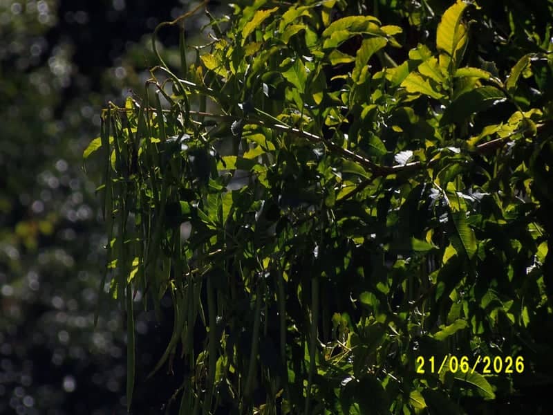 Franca Garden Foliage - Image 1