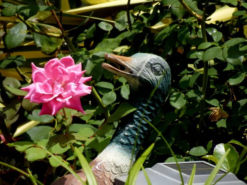 Mansfield Garden Rose - Image 1