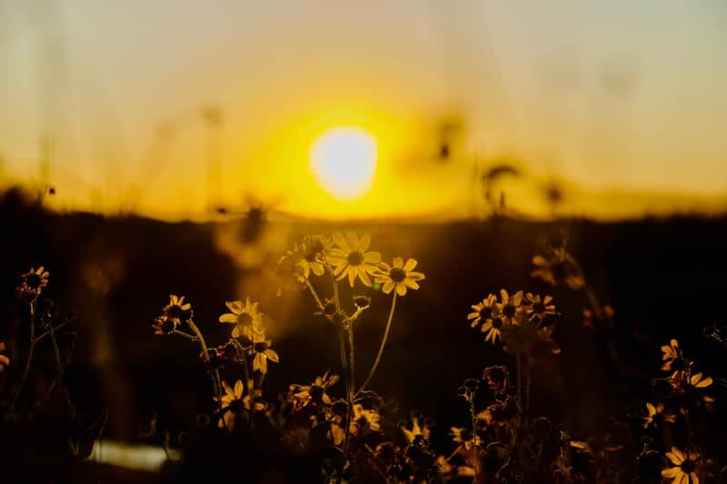 Ocotillo Wildflower Fields - Image 1