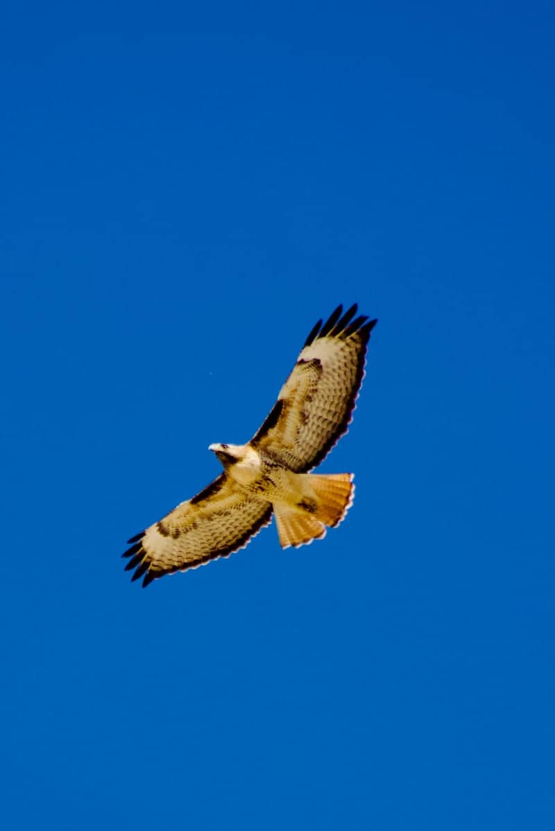 Chandler Raptor Watching - Image 1