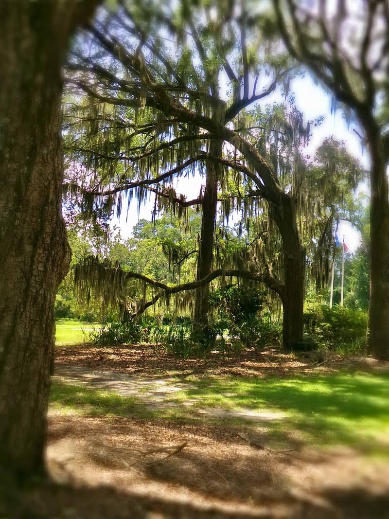 Hinesville Spanish Moss Oaks - Image 1