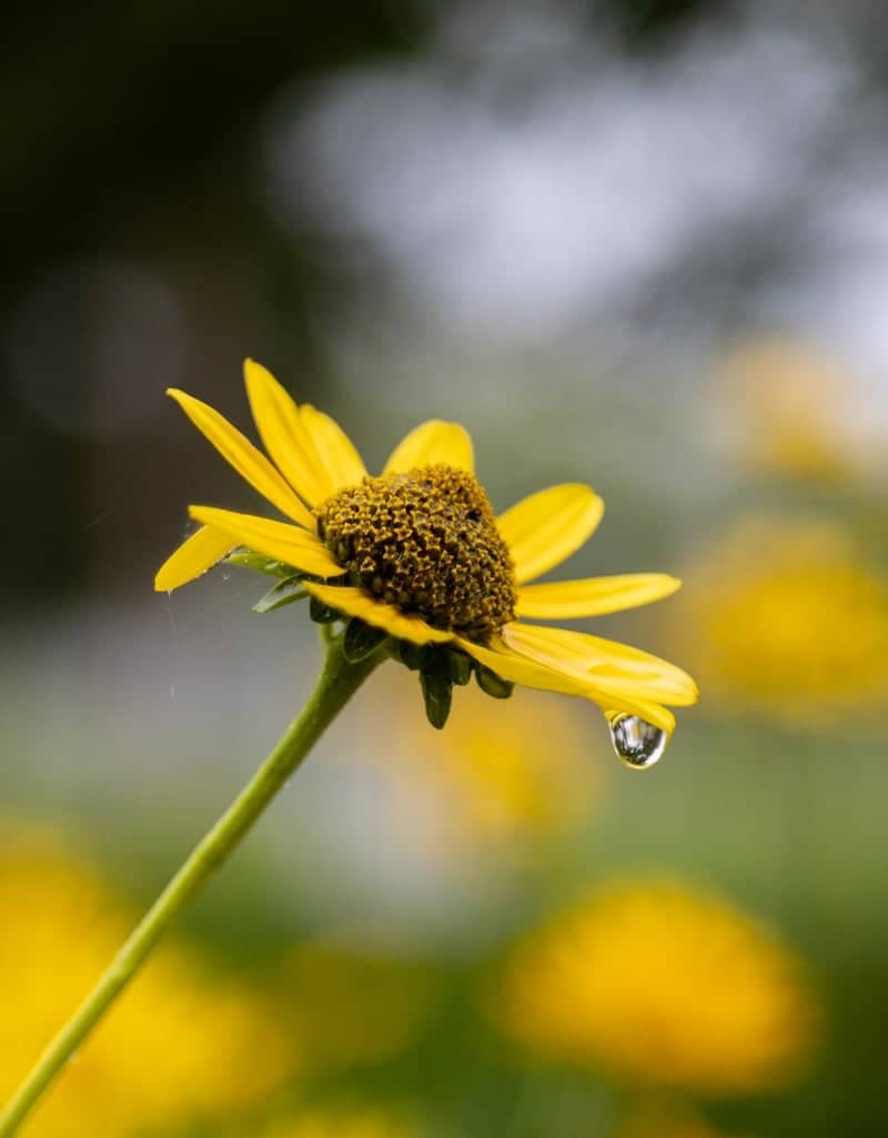 Old West End Gardens - Image 1
