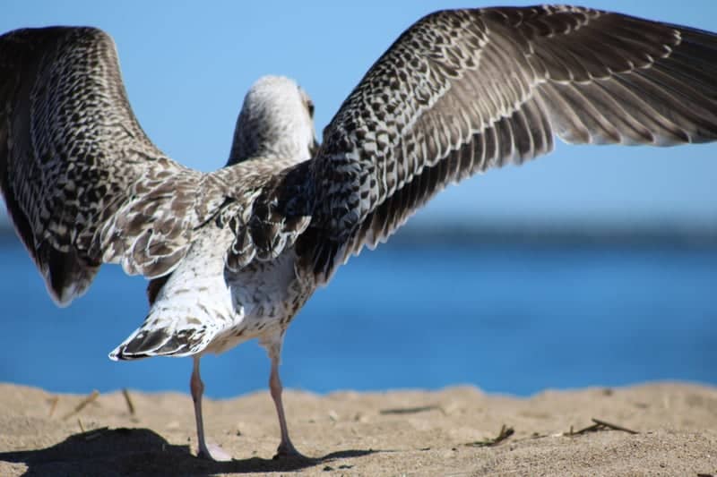 Plum Island Beach - Image 1