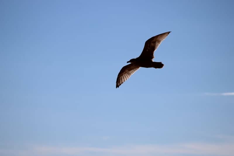 Plum Island Beach - Image 1