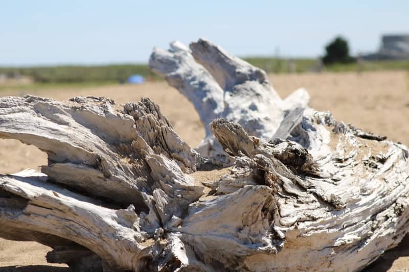 Plum Island Beach - Image 1