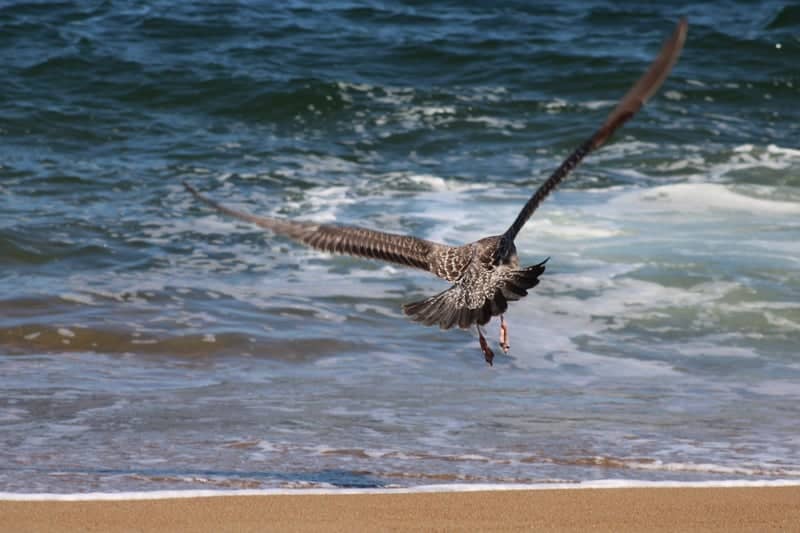 Plum Island Beach - Image 1