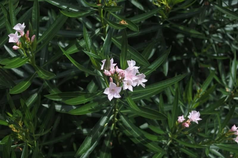 Palmetto Dunes Resort Gardens - Image 1