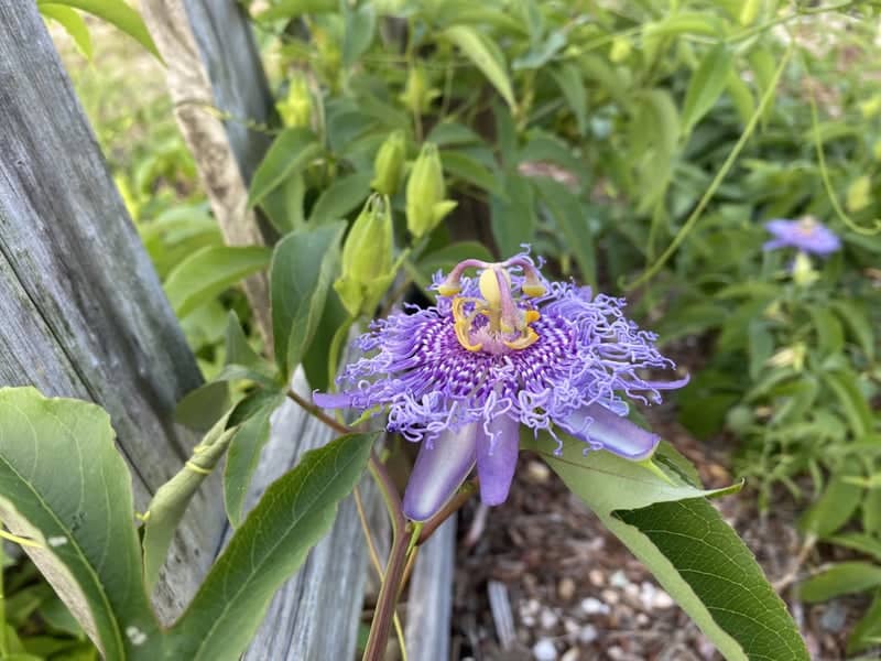 Holden Beach Garden Blooms - Image 1