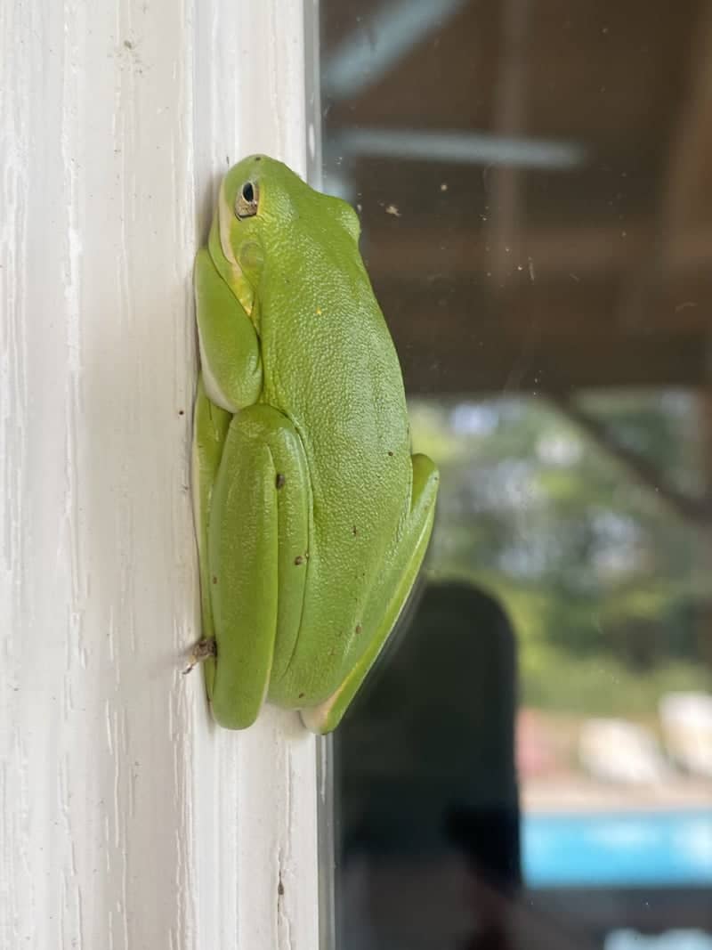 Monroe Garden Wildlife - Image 1