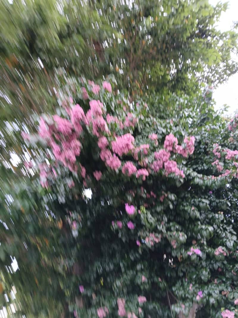 Rio das Ostras Residential Greenery - Image 1