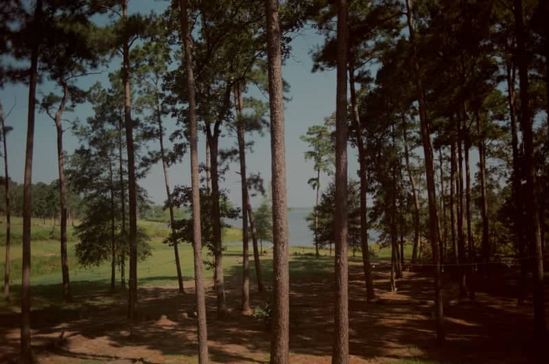 Sam Rayburn Reservoir Pine Grove - Image 1