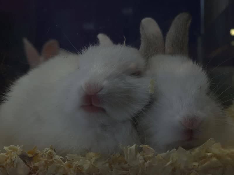 Parque Shopping Maceió Pet Exhibit - Image 1