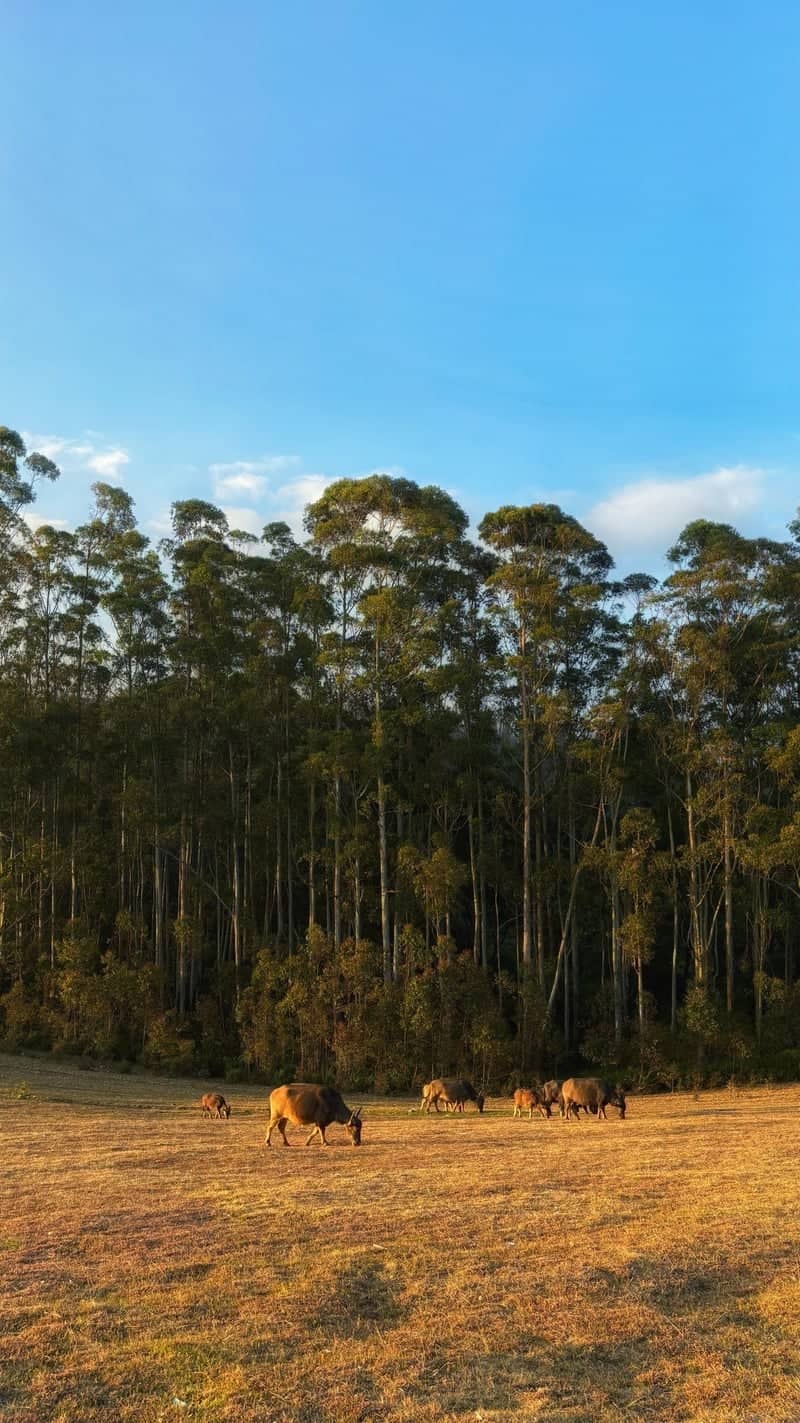 Nilgiris Eucalyptus Forest Edge - Image 1