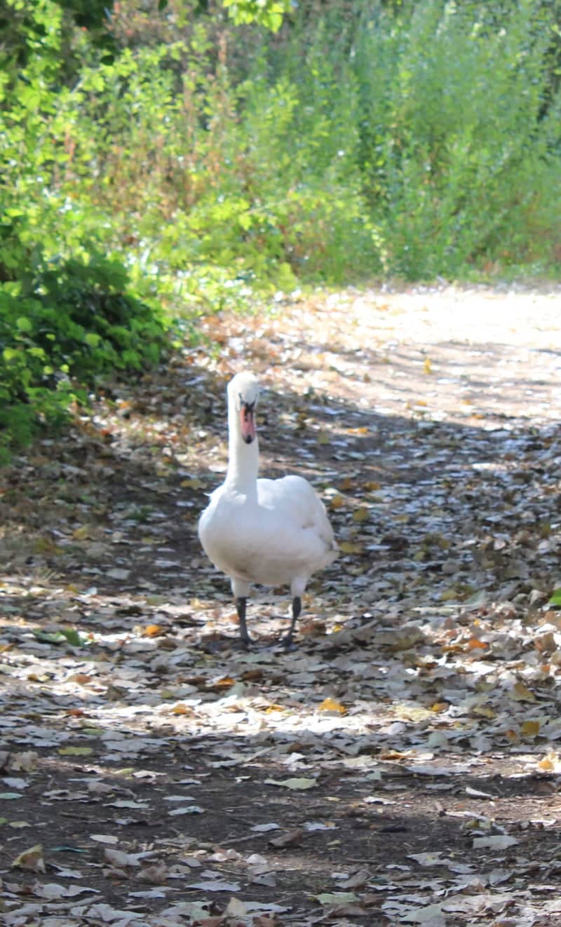 Cotswold Water Park Nature Path - Image 1