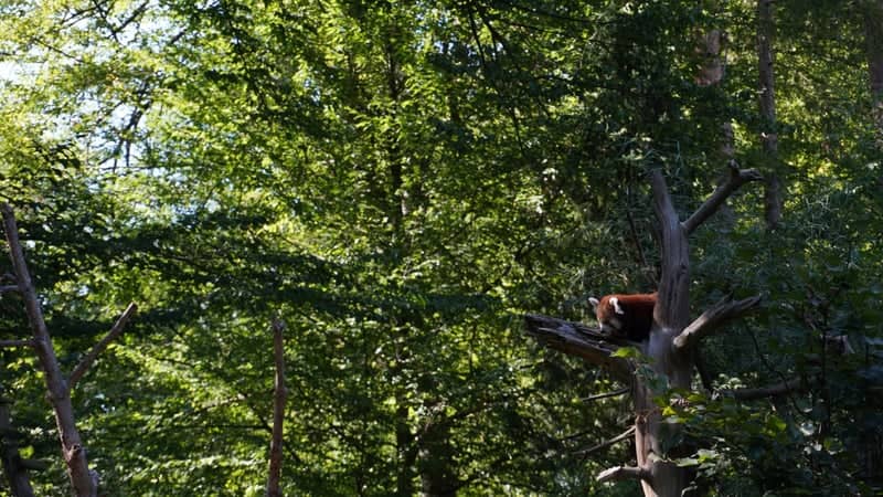 Zlín Zoo - Image 1