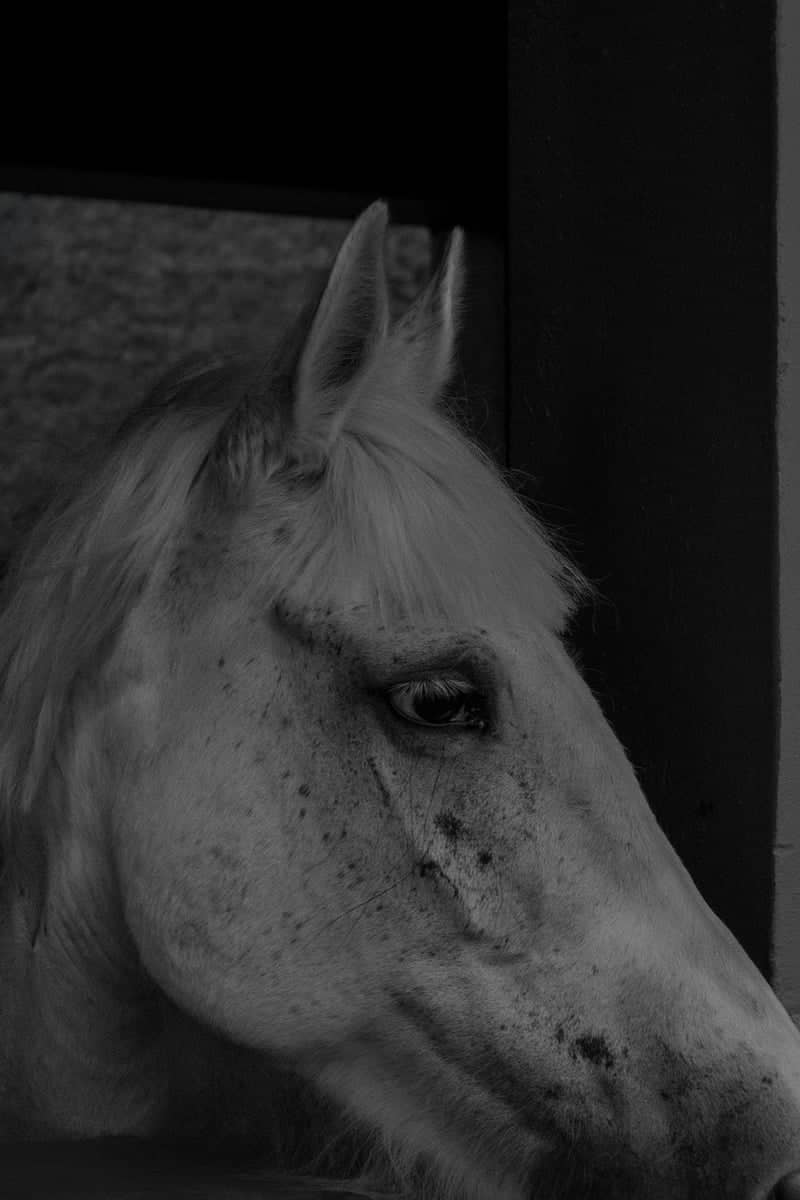 Kampala Equestrian Portrait - Image 1
