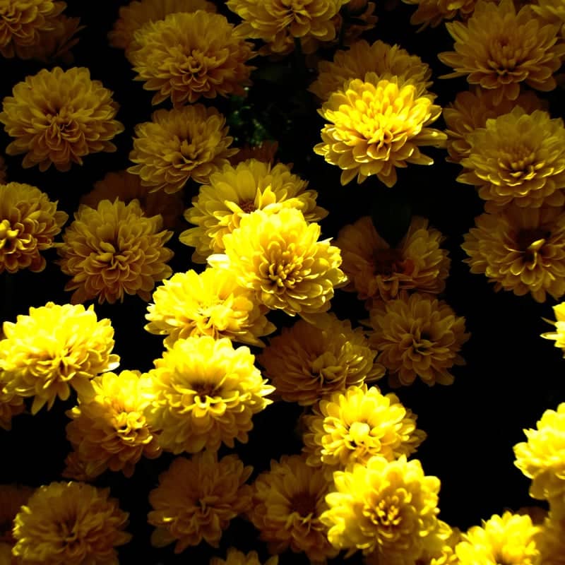 Besigheim Floral Gardens - Image 1