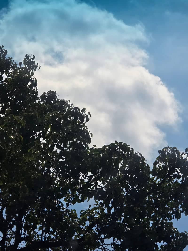 Bellevue Tree Canopy - Image 1