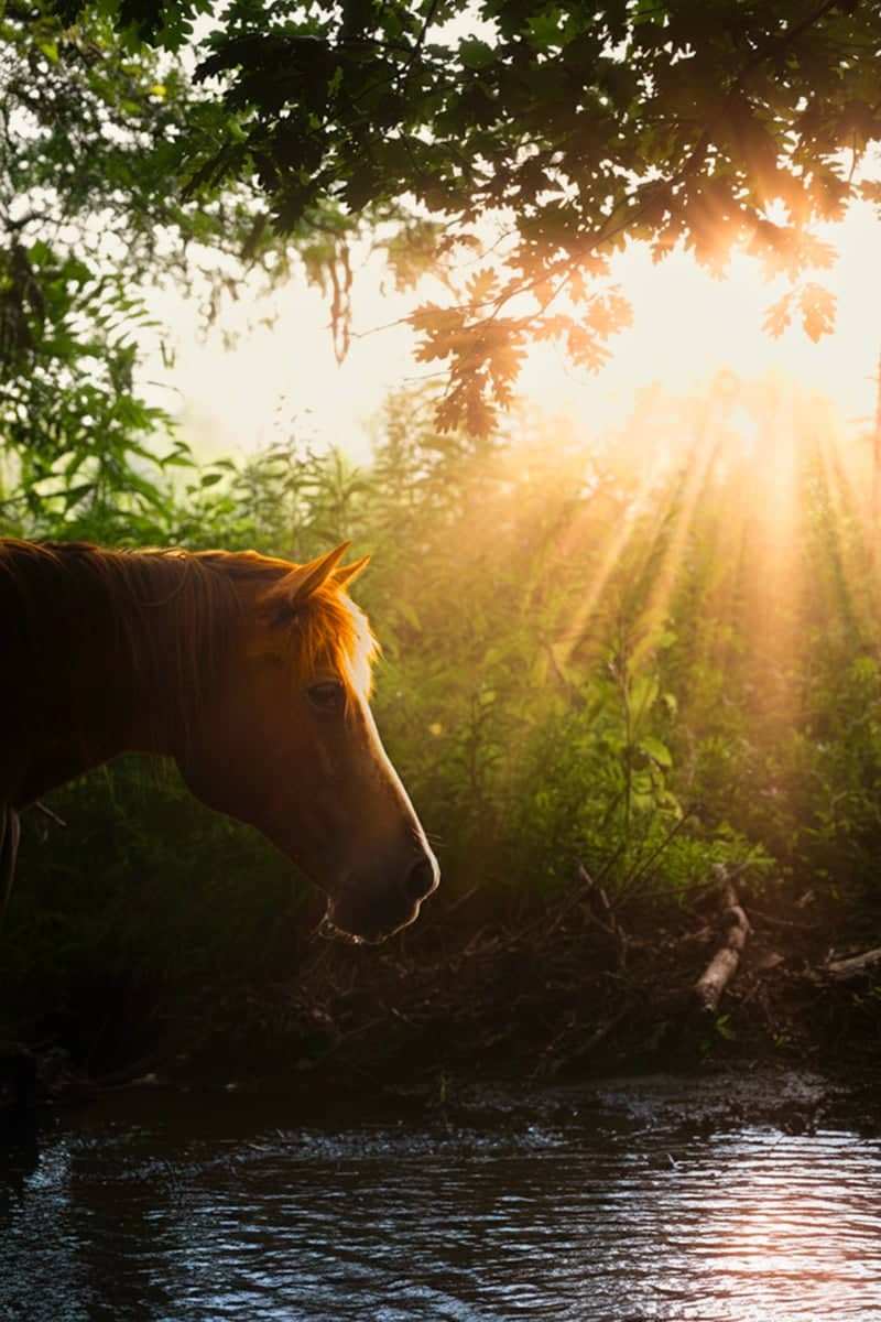 Cades Cove, Great Smoky Mountains - Image 1